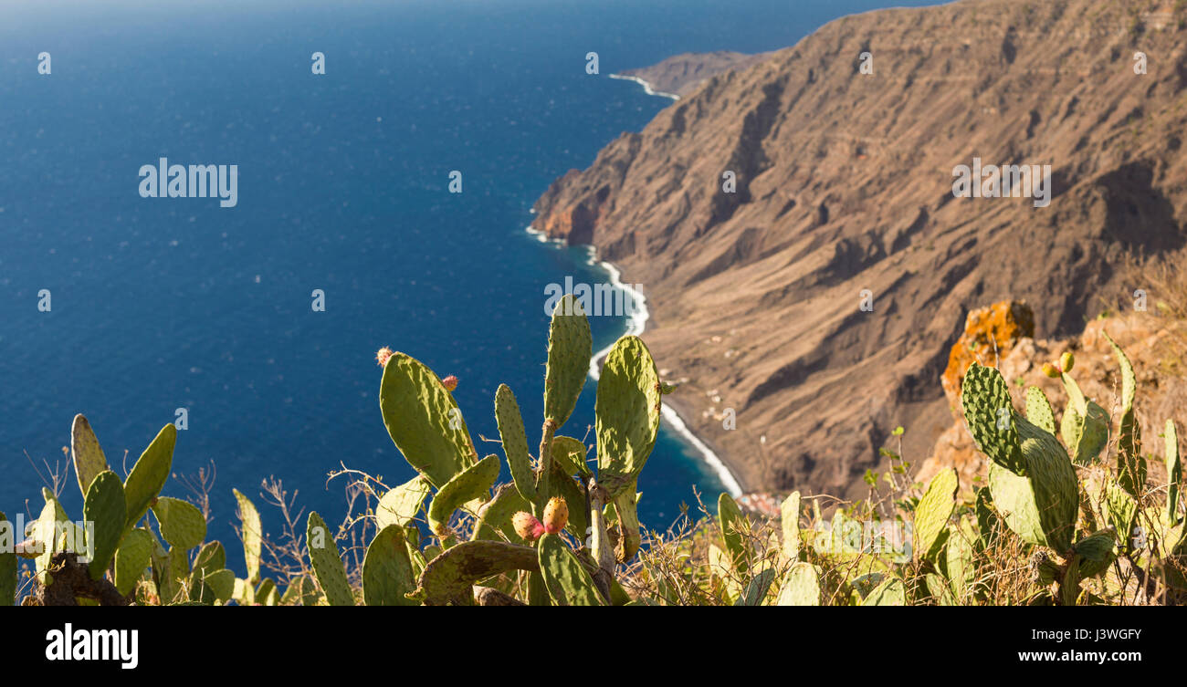 Kaktusfeigen (Opuntia spp.), die im Oktober auf der Klippe von Mirador de Isora, El Hierro, Kanarische Inseln, Früchte tragen, mit Hintergrund unscharf Stockfoto