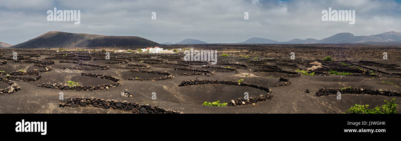 Die Weinberge von La Geria, Lanzarote, Kanarische Inseln, mit Schichten von vesikulärer Schlacken (Picon) und akzeptiert (kleinen ummauerten Gehegen) um Wasser zu sparen Stockfoto