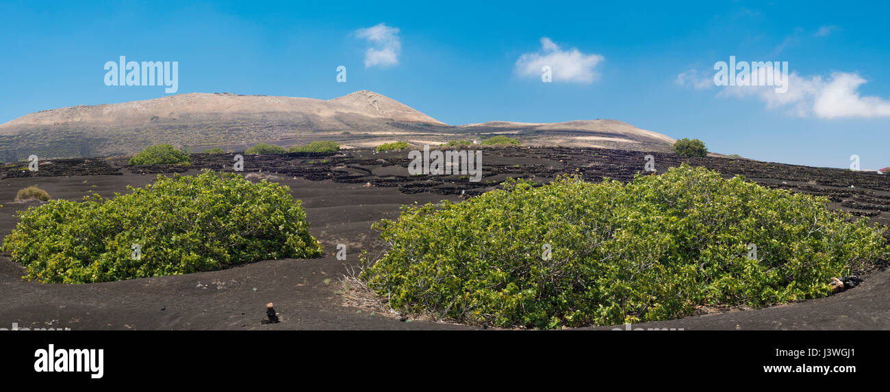 Die Weinberge von La Geria, Lanzarote, Kanarische Inseln, mit Schichten von vesikulärer Schlacken (Picon) und akzeptiert (kleinen ummauerten Gehegen) um Wasser zu sparen Stockfoto
