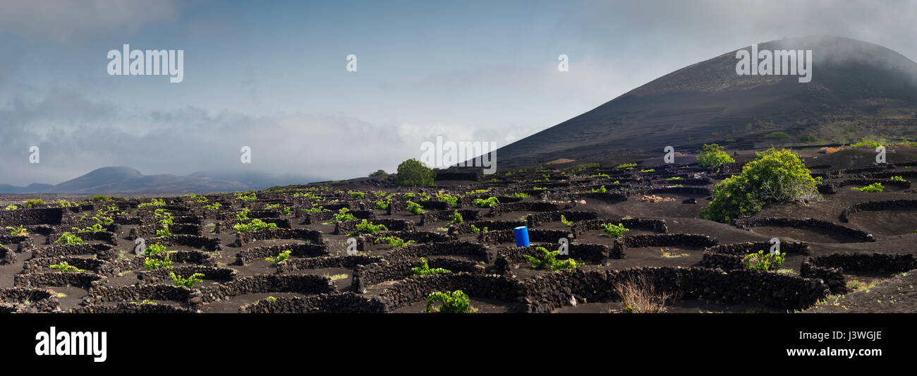 Die Weinberge von La Geria, Lanzarote, Kanarische Inseln, mit Schichten von vesikulärer Schlacken (Picon) und akzeptiert (kleinen ummauerten Gehegen) um Wasser zu sparen Stockfoto