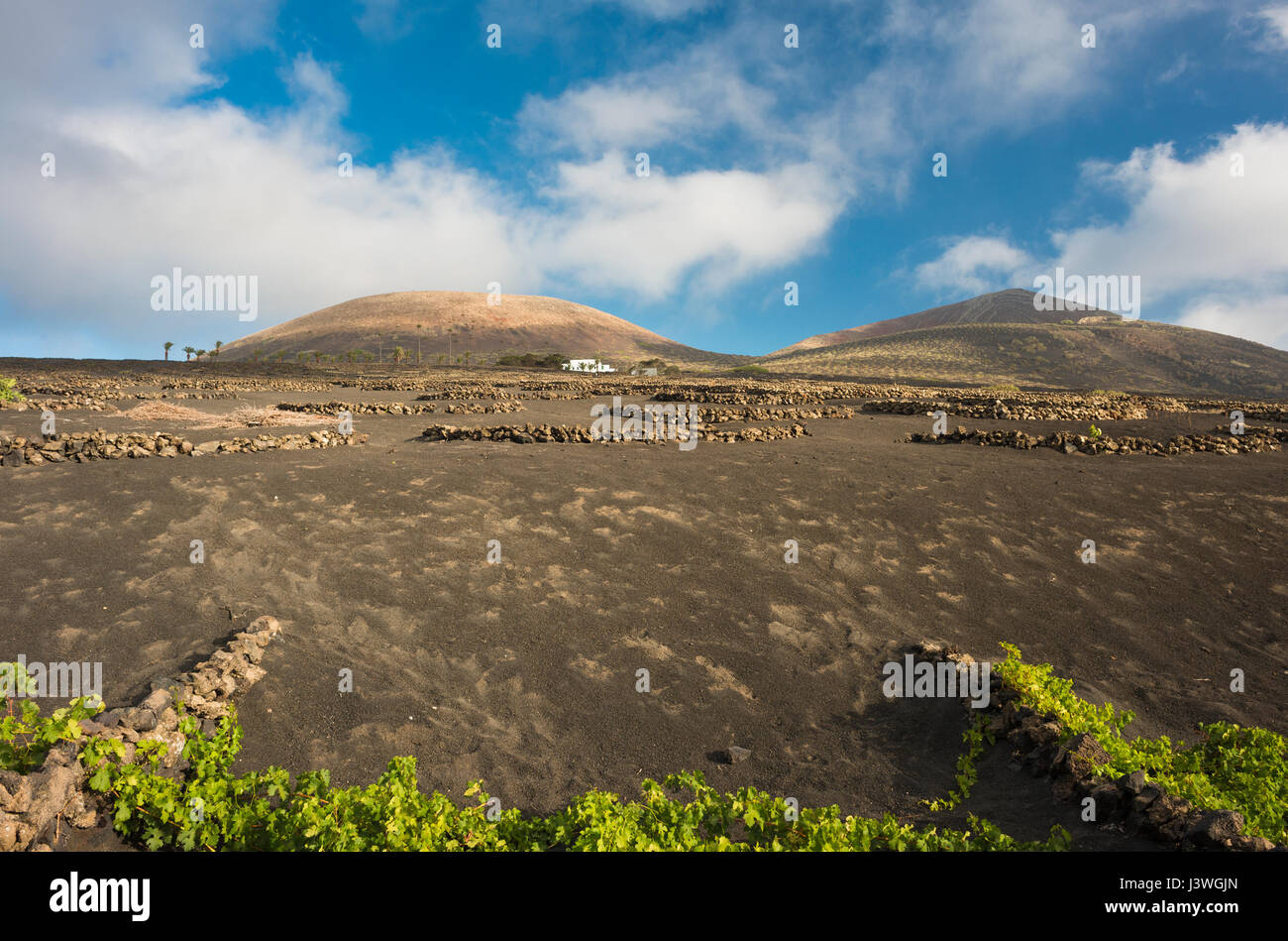 Die Weinberge von La Geria, Lanzarote, Kanarische Inseln, mit Schichten von vesikulärer Schlacken (Picon) und akzeptiert (kleinen ummauerten Gehegen) um Wasser zu sparen Stockfoto