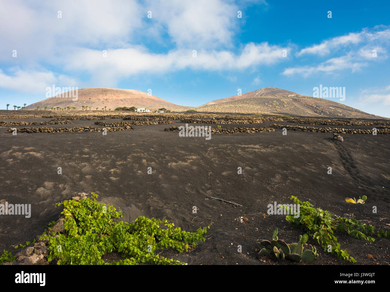 Die Weinberge von La Geria, Lanzarote, Kanarische Inseln, mit Schichten von vesikulärer Schlacken (Picon) und akzeptiert (kleinen ummauerten Gehegen) um Wasser zu sparen Stockfoto