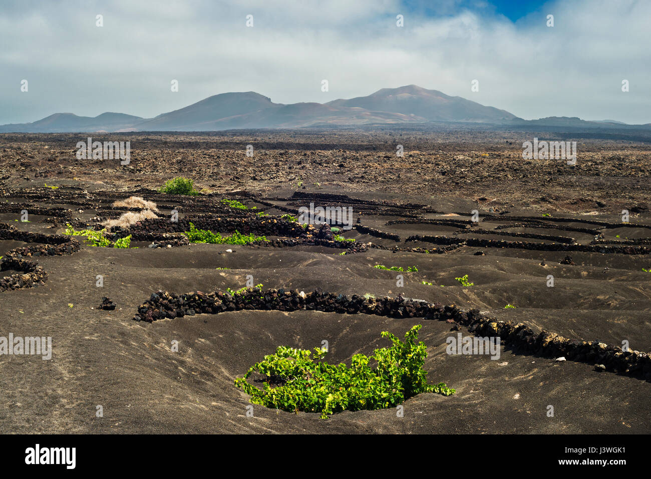 Die Weinberge von La Geria, Lanzarote, Kanarische Inseln, mit Schichten von vesikulärer Schlacken (Picon) und akzeptiert (kleinen ummauerten Gehegen) um Wasser zu sparen Stockfoto