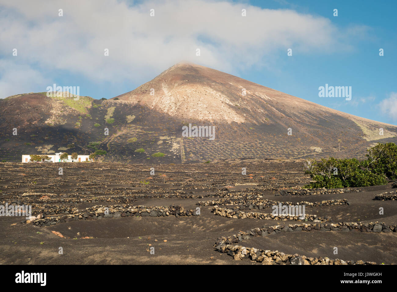 Die Weinberge von La Geria, Lanzarote, Kanarische Inseln, mit Schichten von vesikulärer Schlacken (Picon) und akzeptiert (kleinen ummauerten Gehegen) um Wasser zu sparen Stockfoto