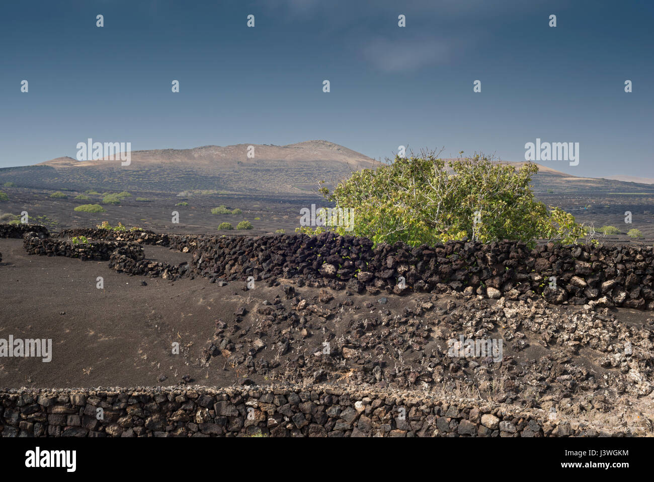 Die Weinberge von La Geria, Lanzarote, Kanarische Inseln, mit Schichten von vesikulärer Schlacken (Picon) und akzeptiert (kleinen ummauerten Gehegen) um Wasser zu sparen Stockfoto