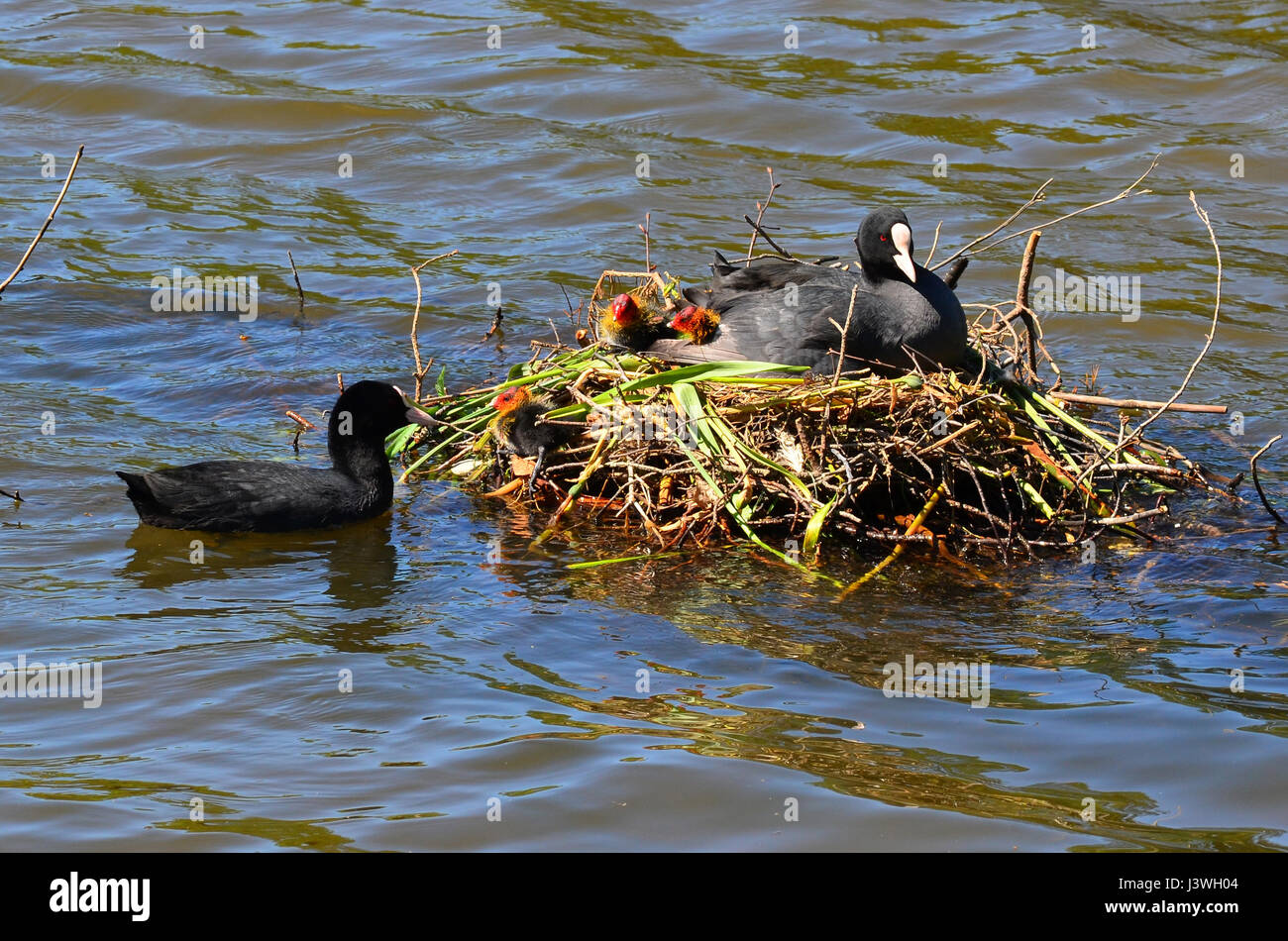 Blässhühner Füttern Stockfotos und -bilder Kaufen - Alamy