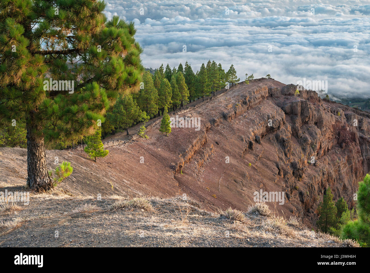 Blick vom Kraterrand des Vulkans Pinos de Galdar, ein junger basaltische Vulkankegel im Pinienwald von Norden Gran Canaria, Kanarische Inseln Stockfoto