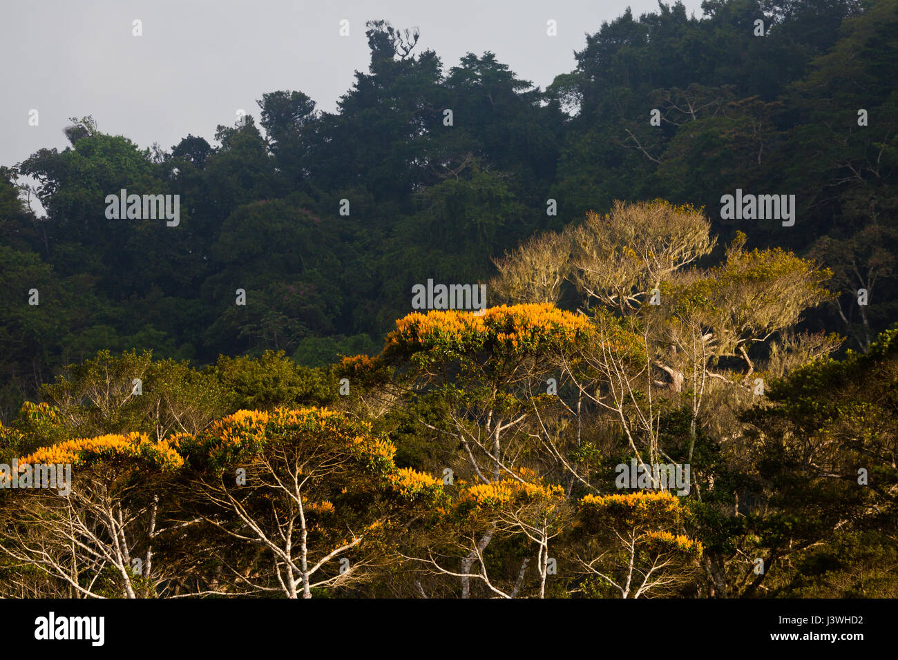 Mai Blütenbäumen in Altos de Campana Nationalpark, Republik von Panama. Stockfoto