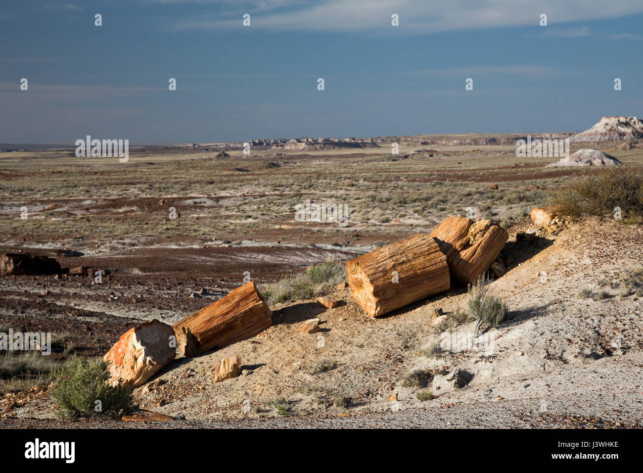 Versteinertes Holz im Bereich Kristallwald des Petrified Forest National Park. Stockfoto