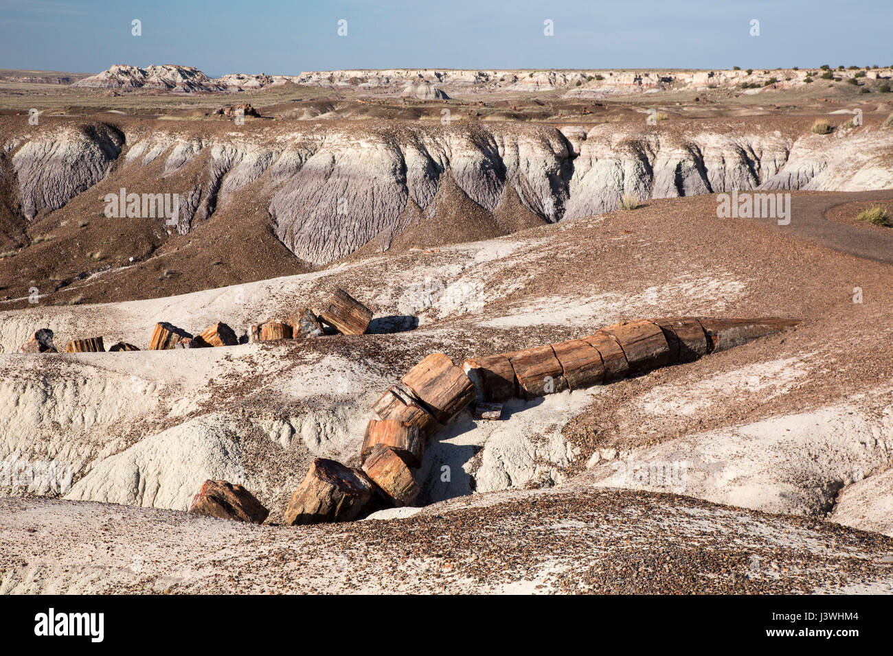 Versteinertes Holz im Bereich Kristallwald des Petrified Forest National Park. Stockfoto