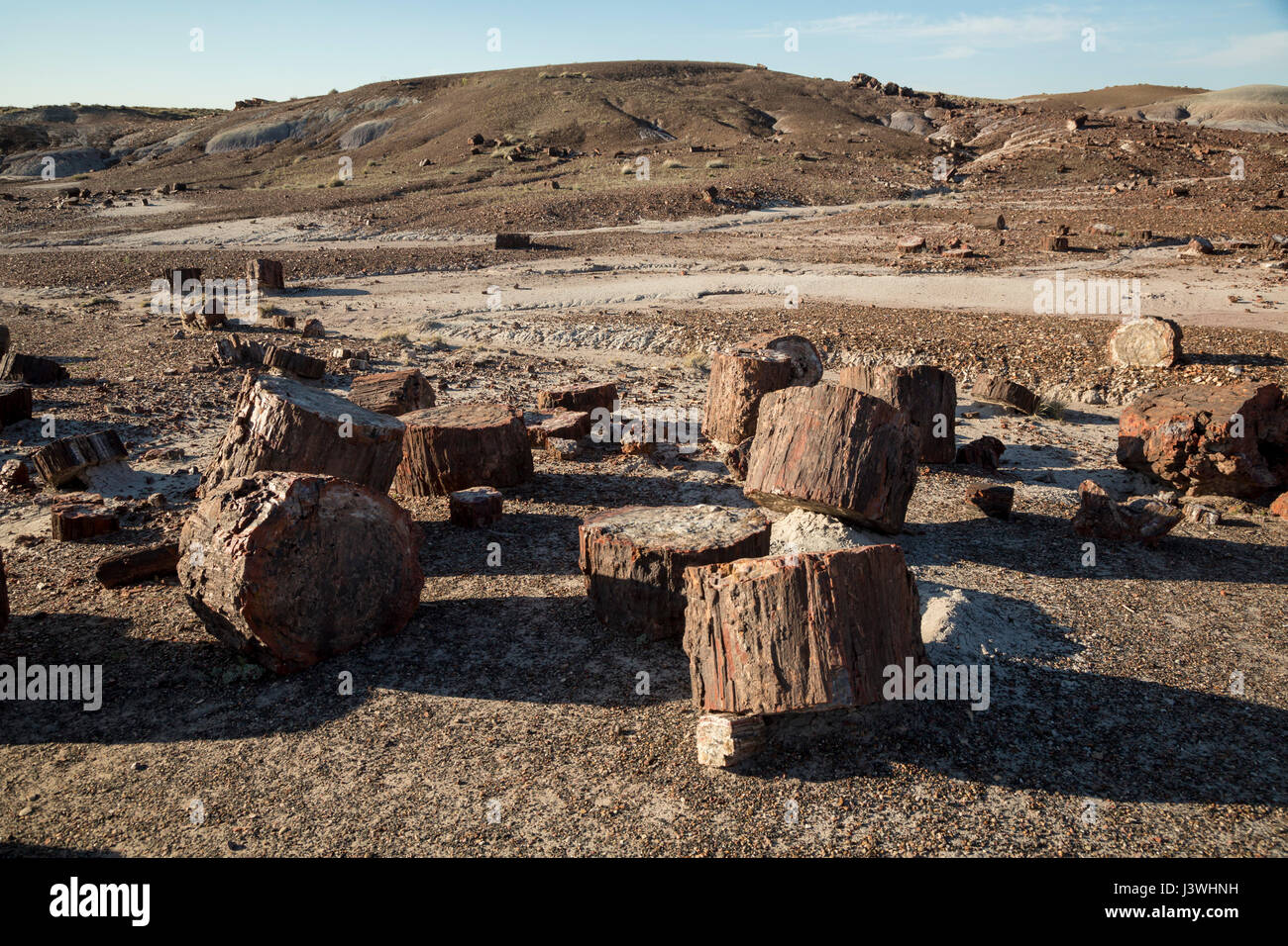 Versteinertes Holz im Bereich Kristallwald des Petrified Forest National Park. Stockfoto