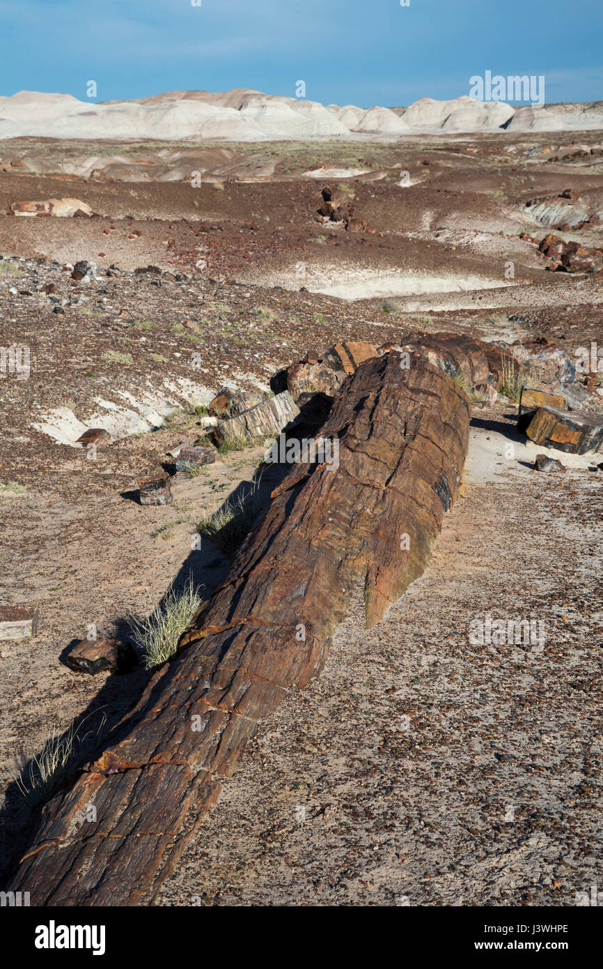 Versteinertes Holz im Bereich Kristallwald des Petrified Forest National Park. Stockfoto