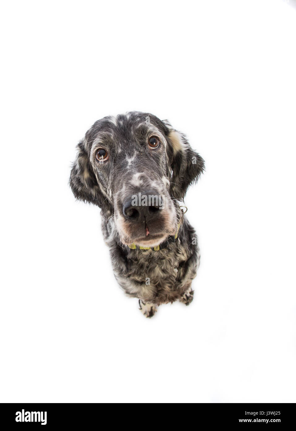 Englisch Setter Hund auf weißem Hintergrund Stockfoto