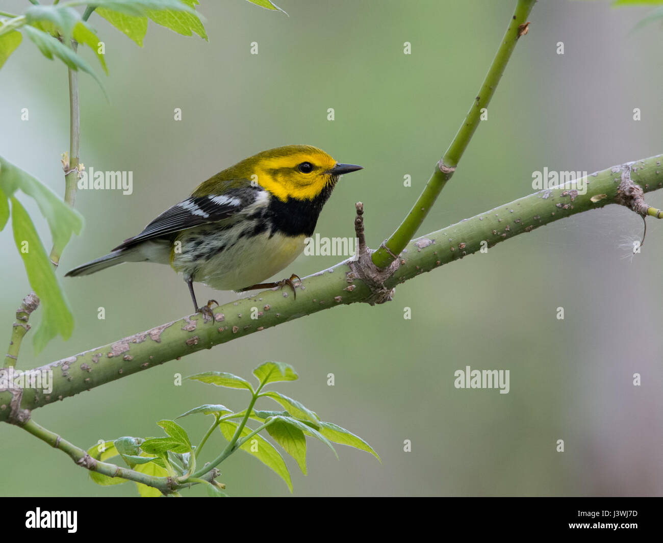 Black-throated grüner Laubsänger männlichen Posen auf den grünen Zweig Stockfoto