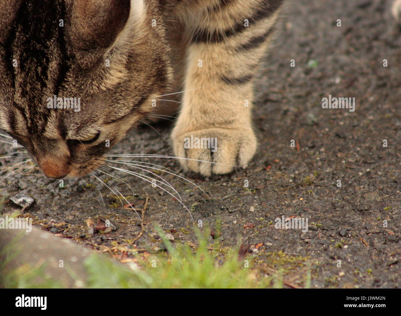 Nahaufnahme eines isolierten weiblichen tabby Katze draußen Schnüffeln am Boden Stockfoto