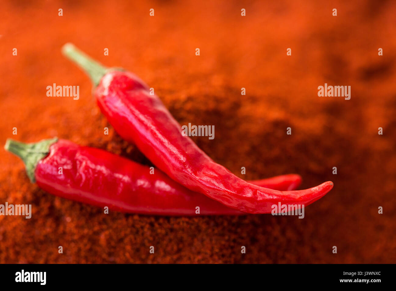 Chili rote Peperoni, Konzept der beliebten Gewürz - Closeup auf zwei leckere saftige Schoten Chili Paprika isoliert oberhalb der roten Curry-Pulver, Draufsicht, flach legen, selektiven Fokus. Stockfoto
