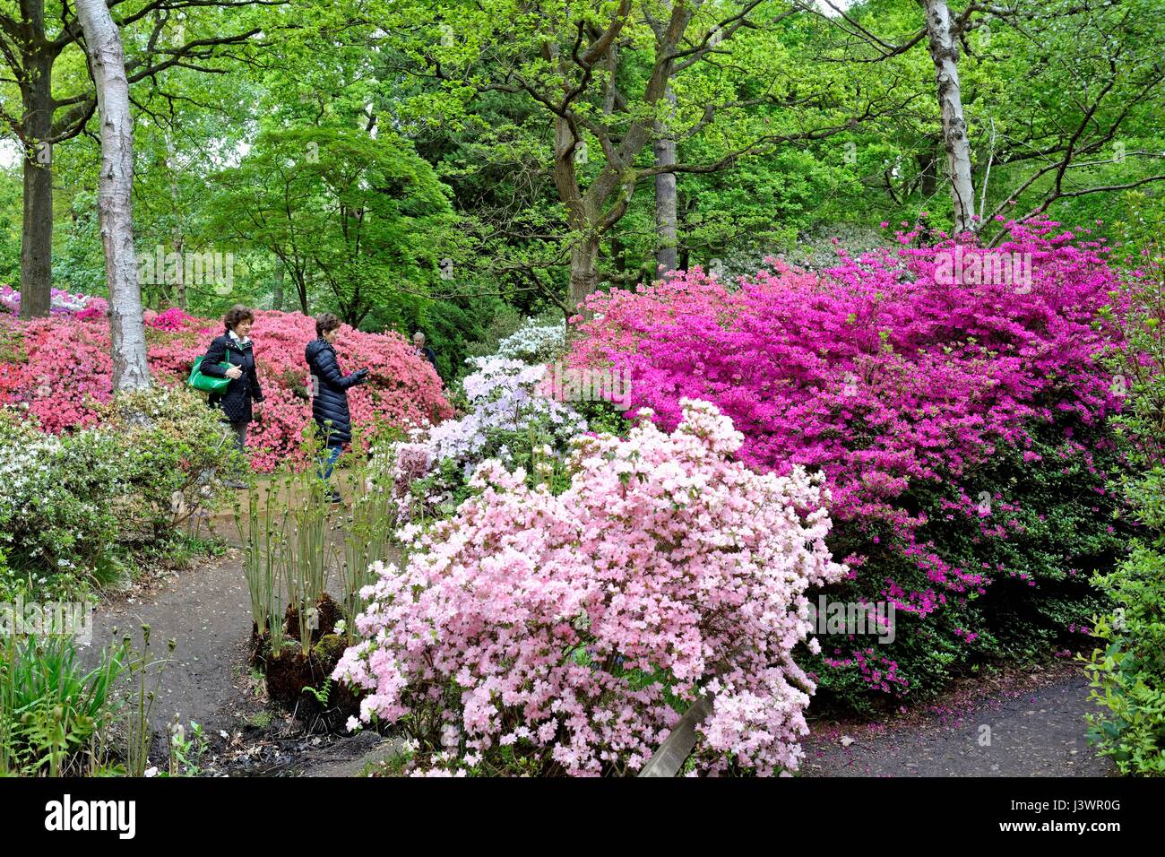 Die Isabella Plantation in Richmond Park London UK Stockfoto