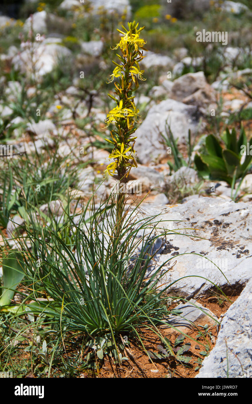 Des Königs Speer oder gelbe Asphodel (Asphodeline Lutea) in den Bergen von Kreta, Griechenland Stockfoto