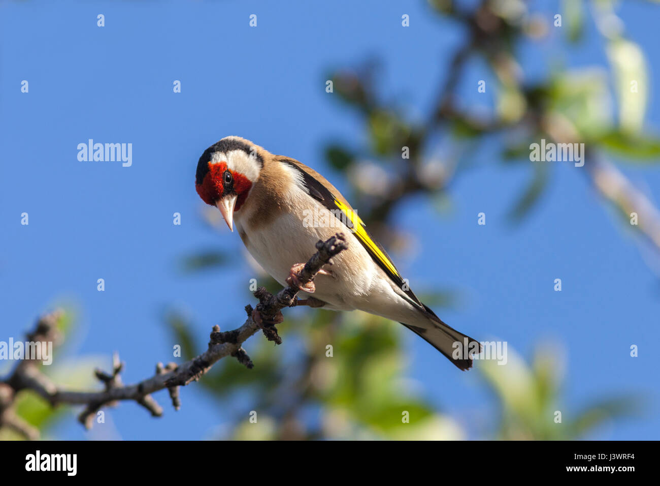 Europäische Stieglitz - männlichen (Zuchtjahr Zuchtjahr) Stockfoto