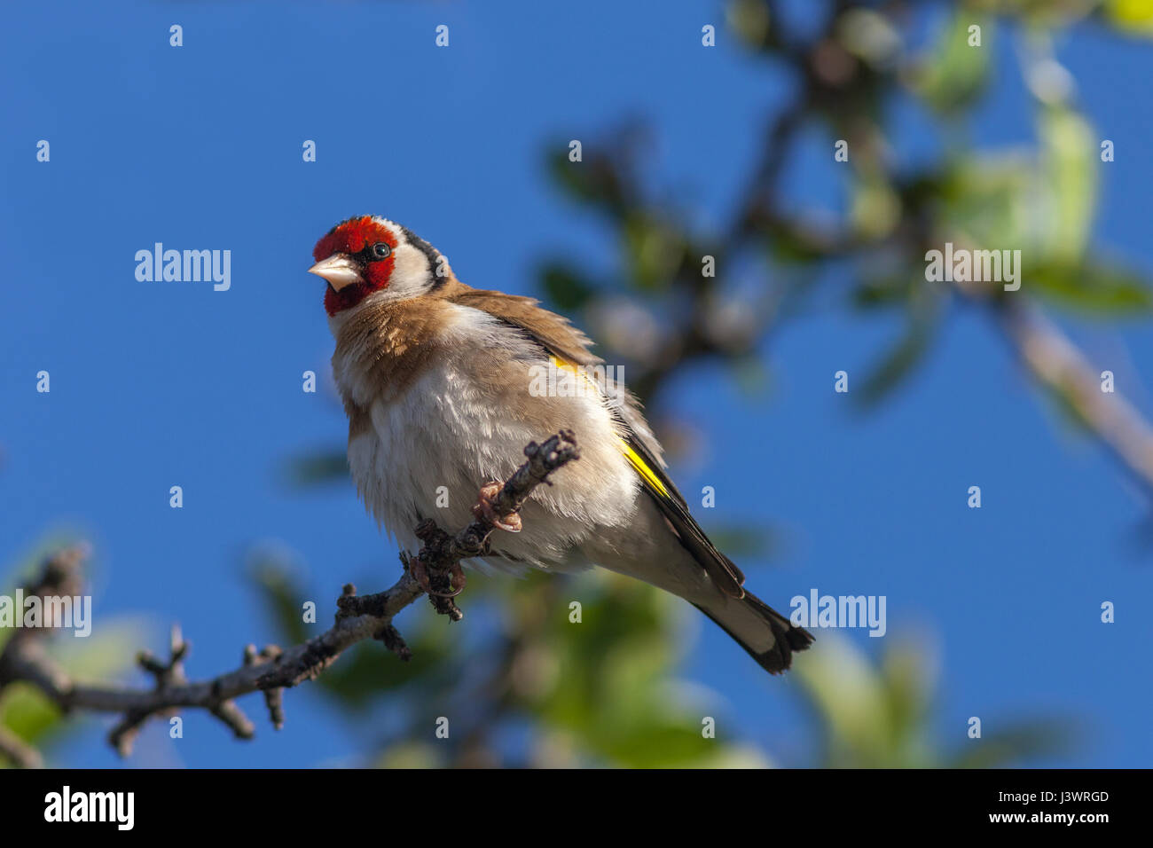 Europäische Stieglitz - männlichen (Zuchtjahr Zuchtjahr) Stockfoto