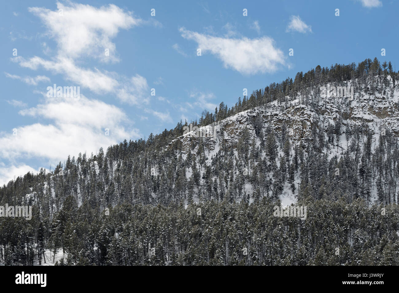 Holz bedeckt Berg / Hügel im Winter, Bergwald, montane Wald, spuken für viele Tiere, unter blauen Himmel Grand Teton National Park. Stockfoto