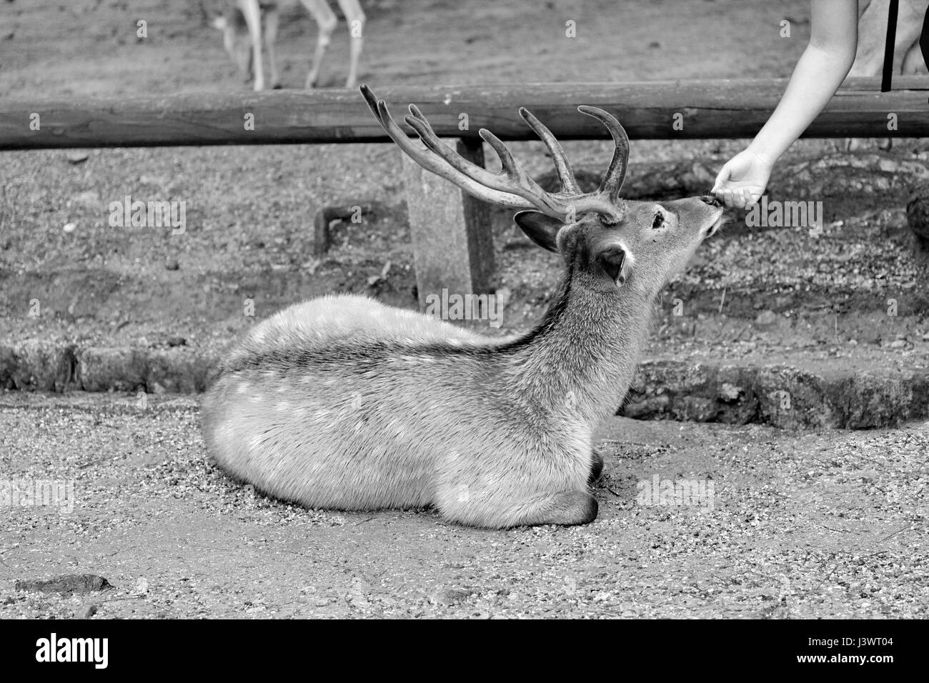 Schwarzweißansicht Freundschaft zwischen Touristen und Hirsch auf Nara.Selective konzentrieren. Stockfoto