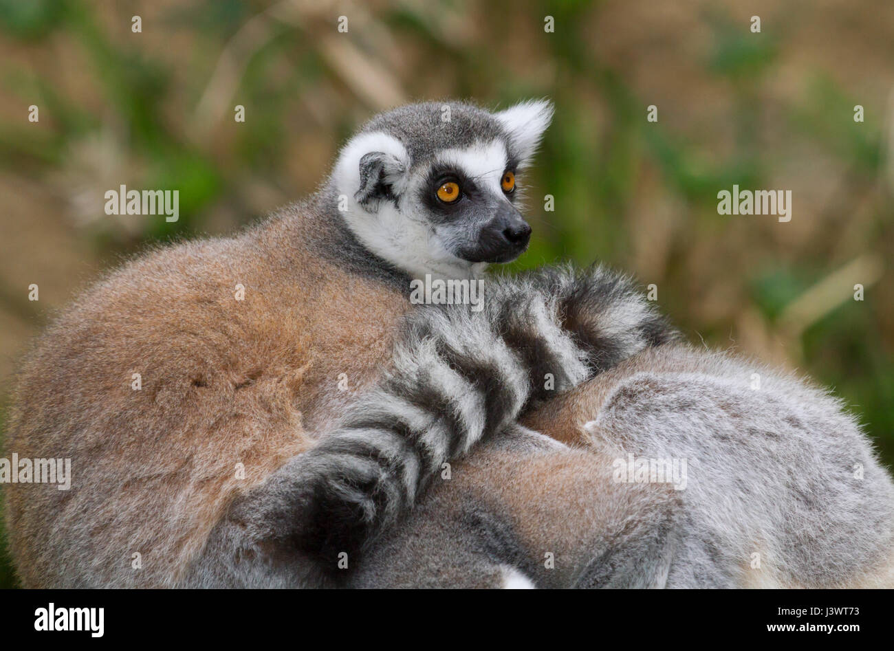 Katta (Lemur Catta) im Zoo, ursprünglich aus Madagaskar Stockfoto