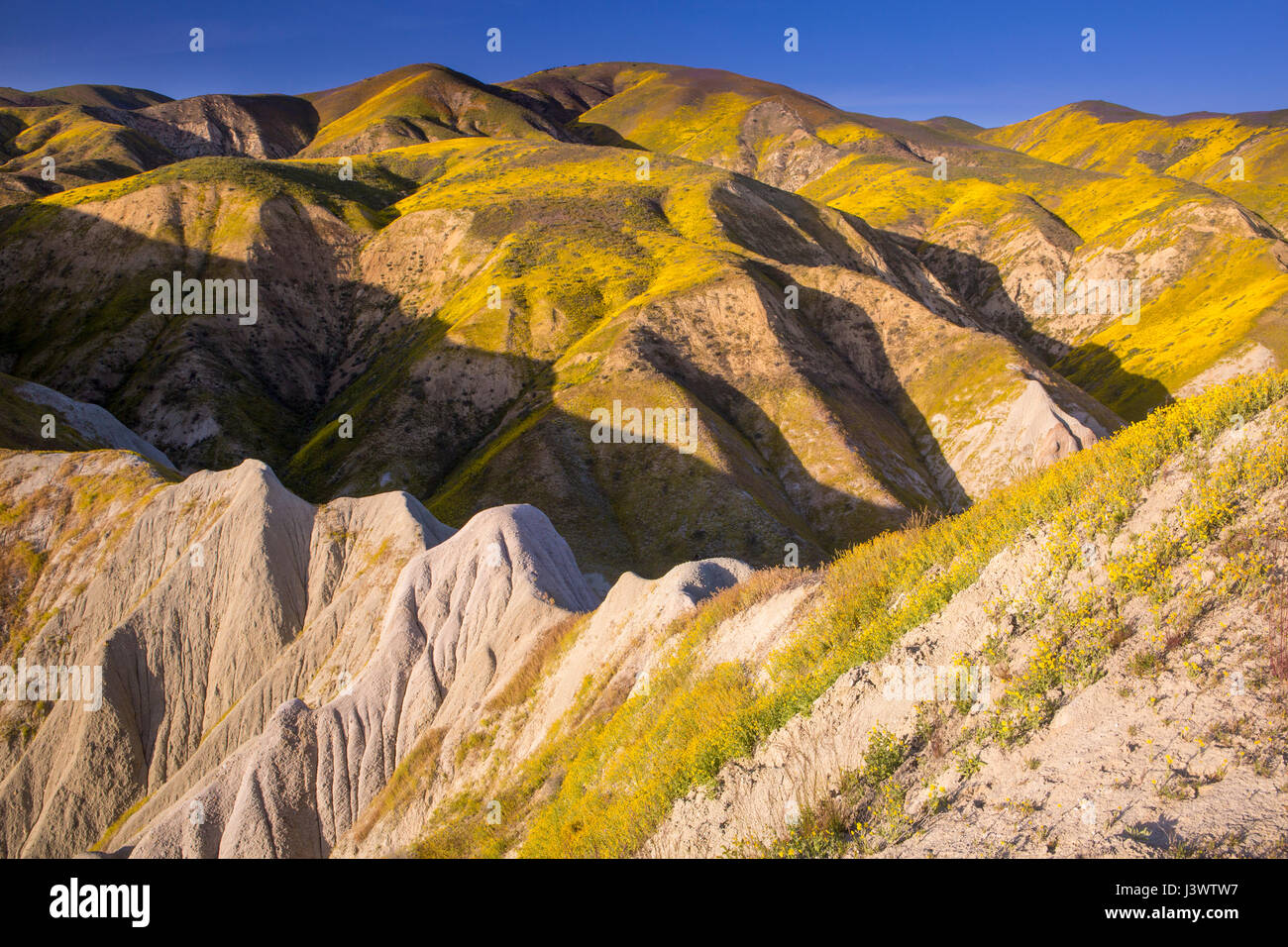 Wildblumen im Temblor Range, Carrizo Plains National Monument, Kalifornien Stockfoto