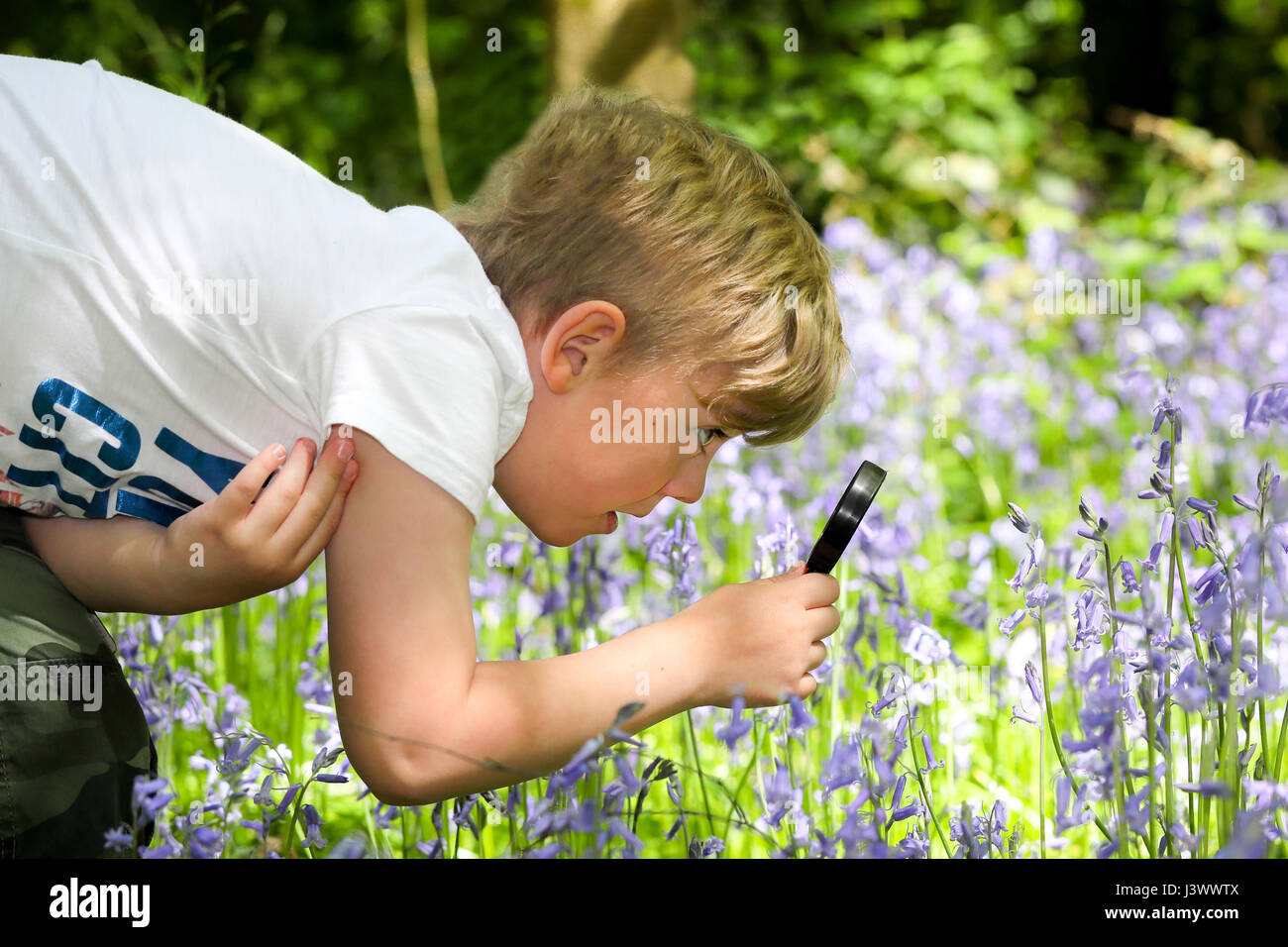 Dudley, West Midlands, UK, 7. Mai 2017.  Die West Midlands sonnt sich bei hohen Temperaturen von 18deg wie Alfie Fellows (7) für Hummeln mit seiner Lupe unter die Glockenblumen in White Wood in Himley Hall und Bageridge Country Park in Dudley in West Mdlands heute aussieht. Bild von Shaun Fellows Stockfoto