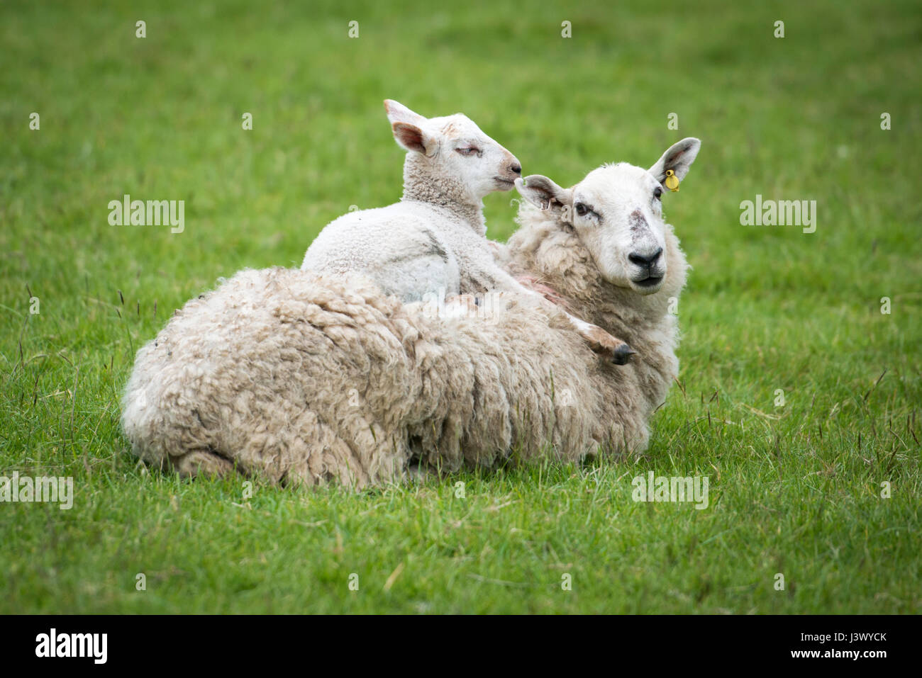 Reichskolonialamtes Farm, Sussex UK 7. Mai 2017. Ein Lamm entspannt sich frech auf ihre Mütter wieder in einem Feld am Lande Restaurierung Vertrauen Twford Farm Bluebell Tag. Besucher konnte die Morgendämmerung Chor hören, sehen, Nutztiere und Glockenblumen. Kredit Julian Eales/Alamy Live-Nachrichten Stockfoto