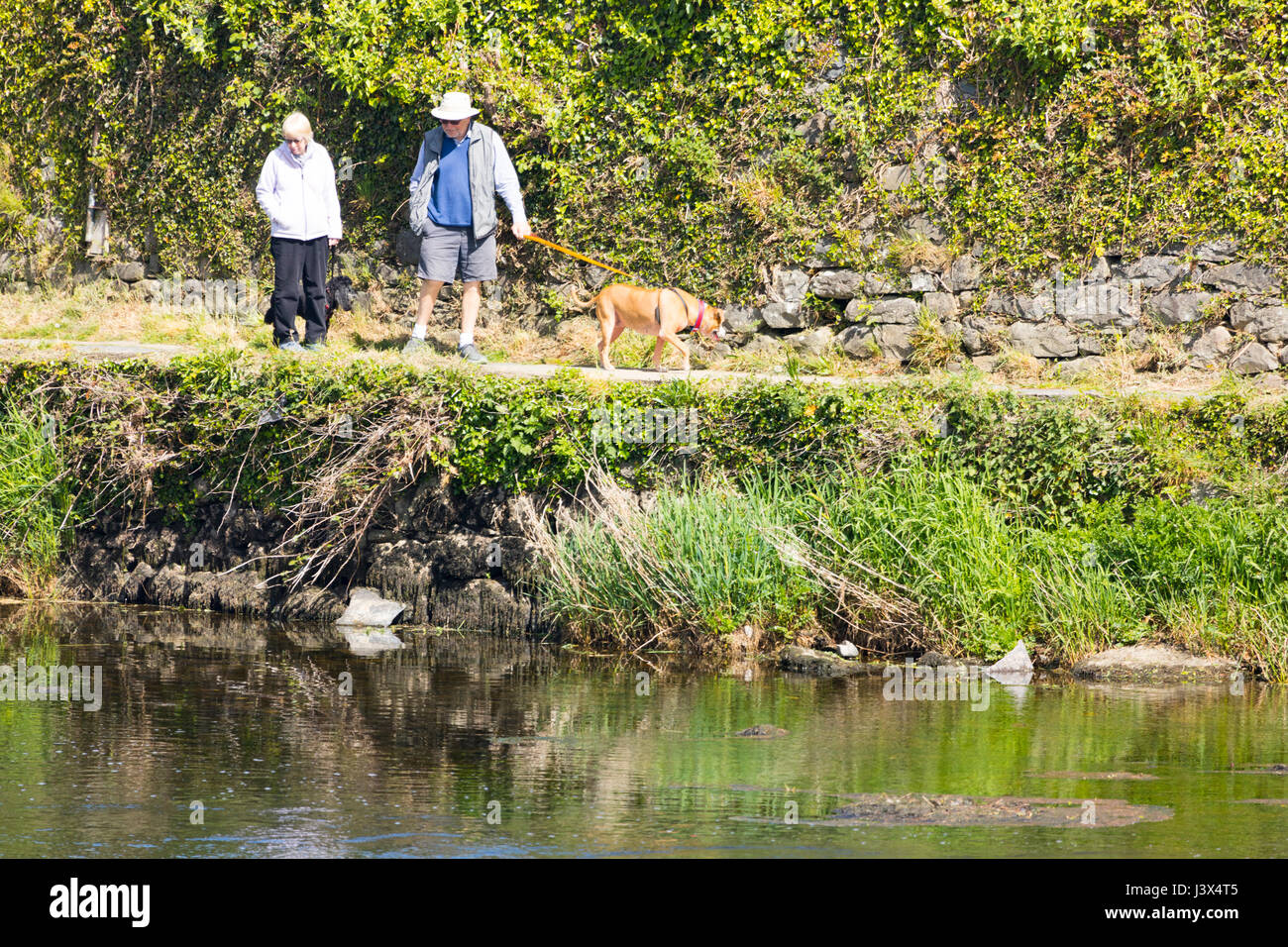 Conwy County, Wales,. UK Wetter, herrlichen Sonnenschein an der britischen Westküste heute einschließlich North Wales. - Ein Paar, wenn ich Ihren Hund am Ufer des Flusses Conwy in Llanwrst in die Herrlich warme Sonne im Norden von Wales Stockfoto