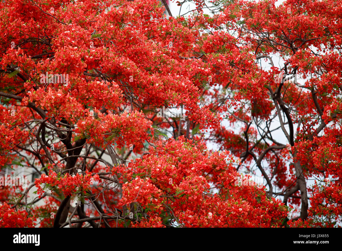 Dhaka, Bangladesch. 8. Mai 2017. Krishnachura, bekannt als Royal Poinciana oder extravagant, steht in voller Blüte in einem Park in Dhaka, Bangladesh, 8. Mai 2017. Krishnachura ist eine IUCN Rote Liste bedrohten Arten. Es kann in vielen Teilen von Bangladesh sowie anderen tropischen Gebieten gefunden werden. Nach einem Regen sieht es wie eine Blume vom Feuer Baum. Bildnachweis: SK Hasan Ali/Alamy Live-Nachrichten Stockfoto