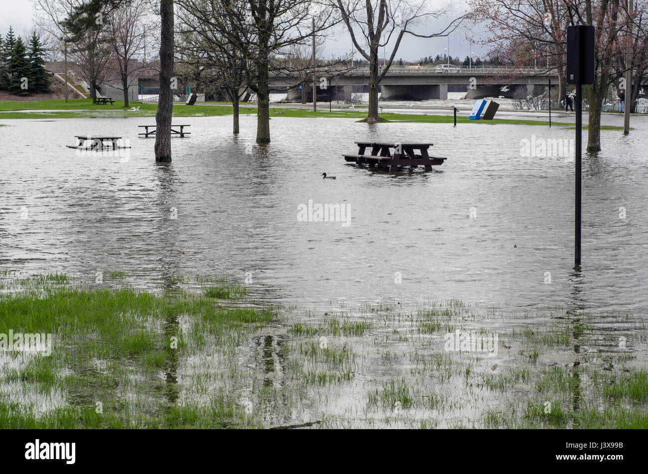 Ottawa, Kanada. 7. Mai 2017. 2017 Flooding unter der Champlain Brücke in der Region Ottawa und Gatineau. Die Picknick-Bereich neben der Brücke auf der Ottawa-Seite ist komplett überflutet, so dass nur die Enten auf den Platz zu nutzen. Bildnachweis: LynxDaemon/Alamy Live-Nachrichten Stockfoto