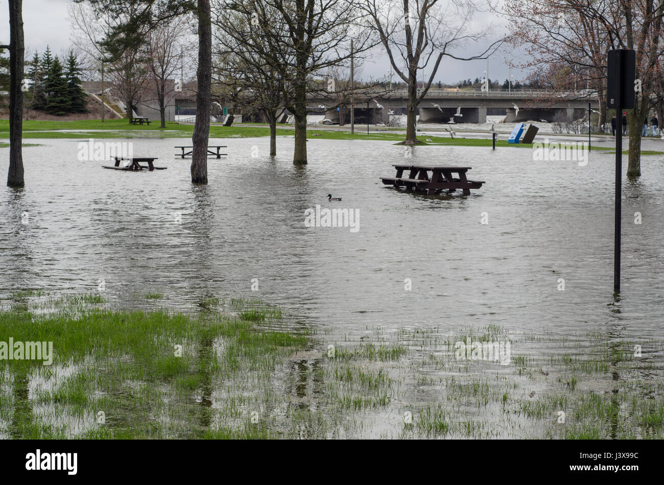 Ottawa, Kanada. 7. Mai 2017. 2017 Flooding unter der Champlain Brücke in der Region Ottawa und Gatineau. Die Picknick-Bereich neben der Brücke auf der Ottawa-Seite ist komplett überflutet, so dass nur die Enten auf den Platz zu nutzen. Bildnachweis: LynxDaemon/Alamy Live-Nachrichten Stockfoto