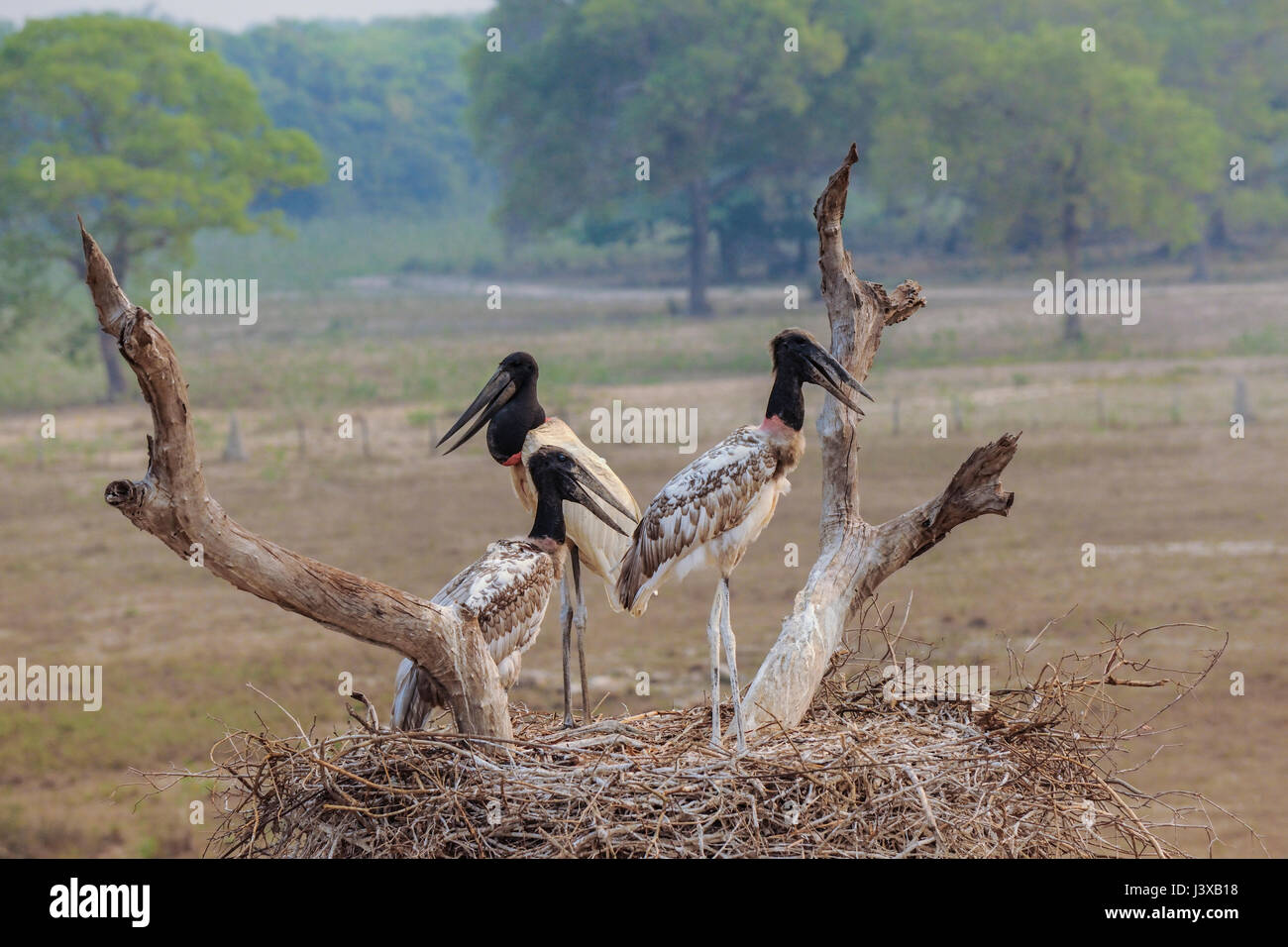 Ein Erwachsener und zwei jungen Jabiru Störche in ihrem Nest, Pantanal, Brasilien Stockfoto