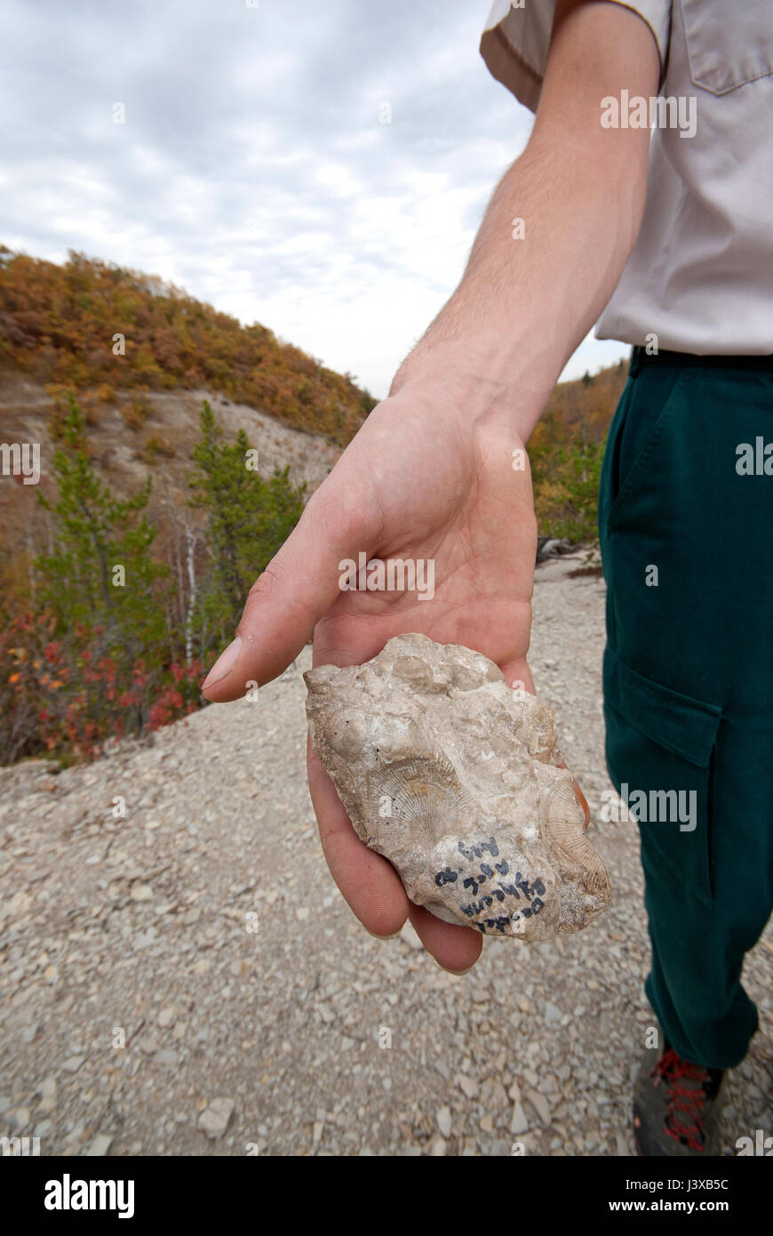 Ranger zeigt fossile Muscheln, eingebettet in den Felsen, Riding Mountain National Park, Manitoba, Kanada Stockfoto