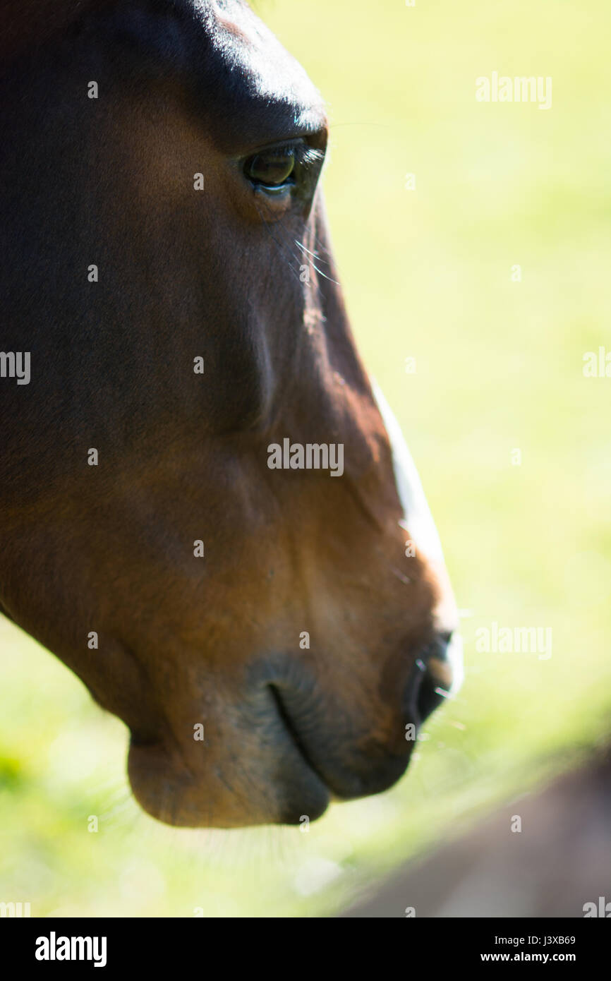 Eine atemberaubende Pferd bei einem Spaziergang im Feld Stockfoto