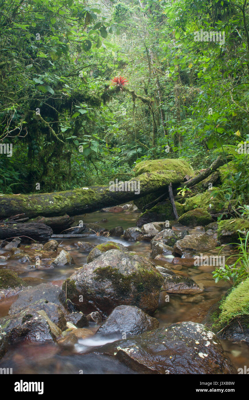 Red Bromelie auf einem Zweig in einem tropischen Mountain Stream in einem Regenwald in Panama. Stockfoto