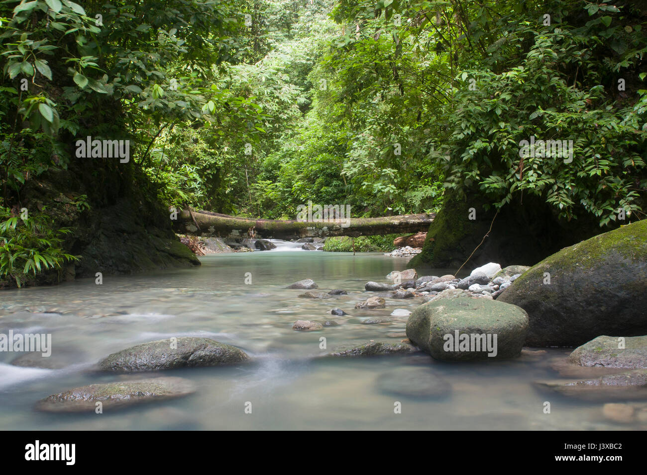 Üppige tropische Stream im Tiefland Regenwald von Panama. Stockfoto