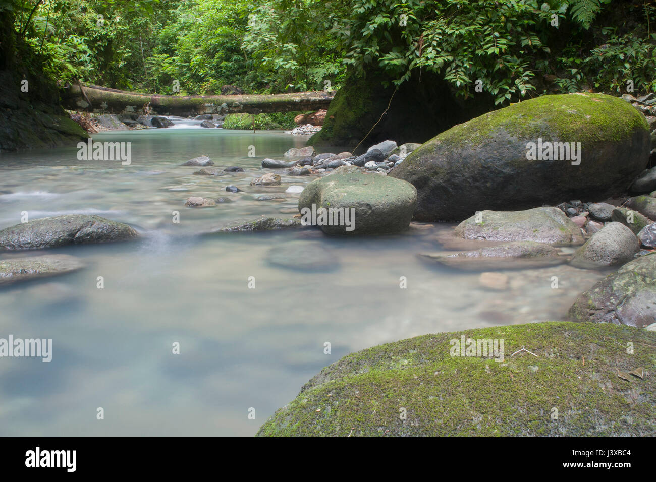 Üppige tropische Stream im Tiefland Regenwald von Panama. Stockfoto
