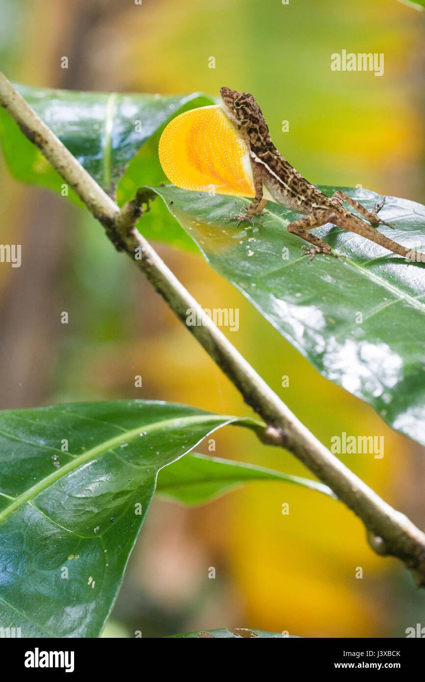 Ein Golfo Dulce Anole (Anolis Polylepis) erweitern die Wamme im Display. Stockfoto