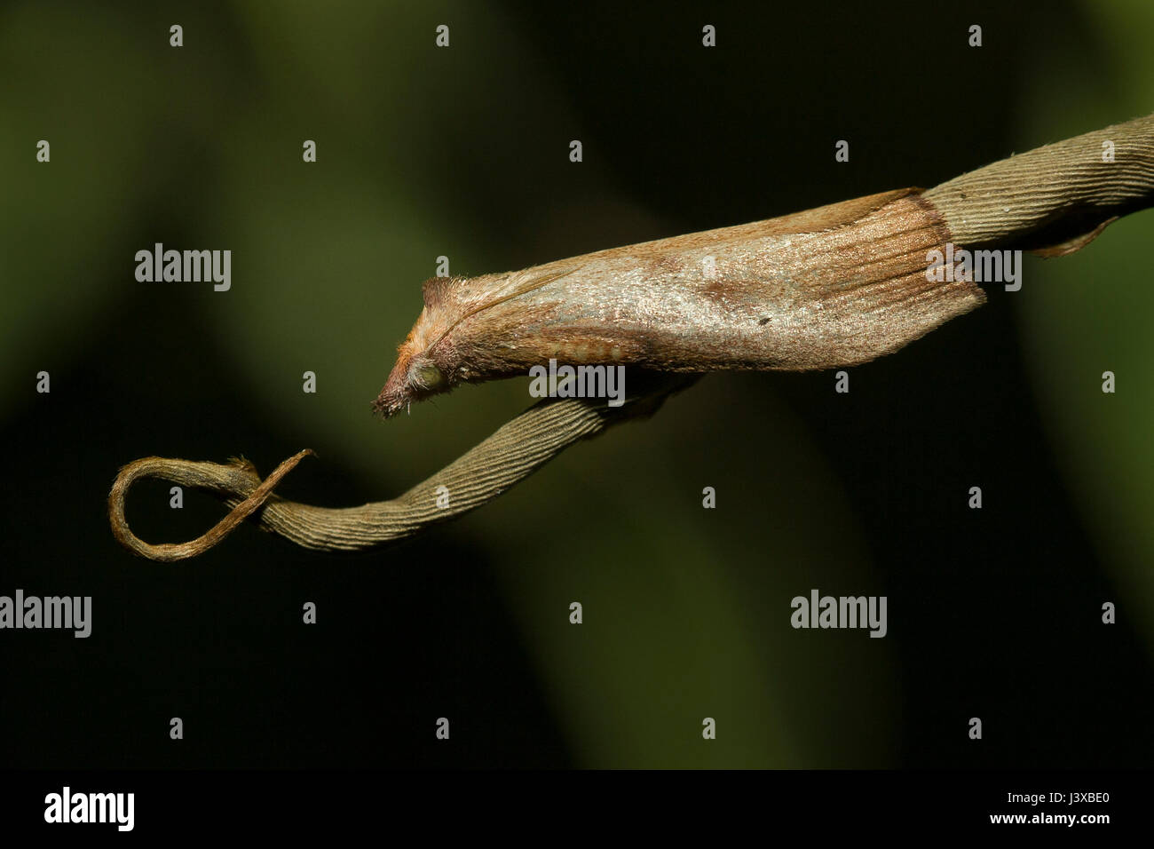 Eine höchst kryptische Motte thront auf einem getrockneten Blättern. Stockfoto