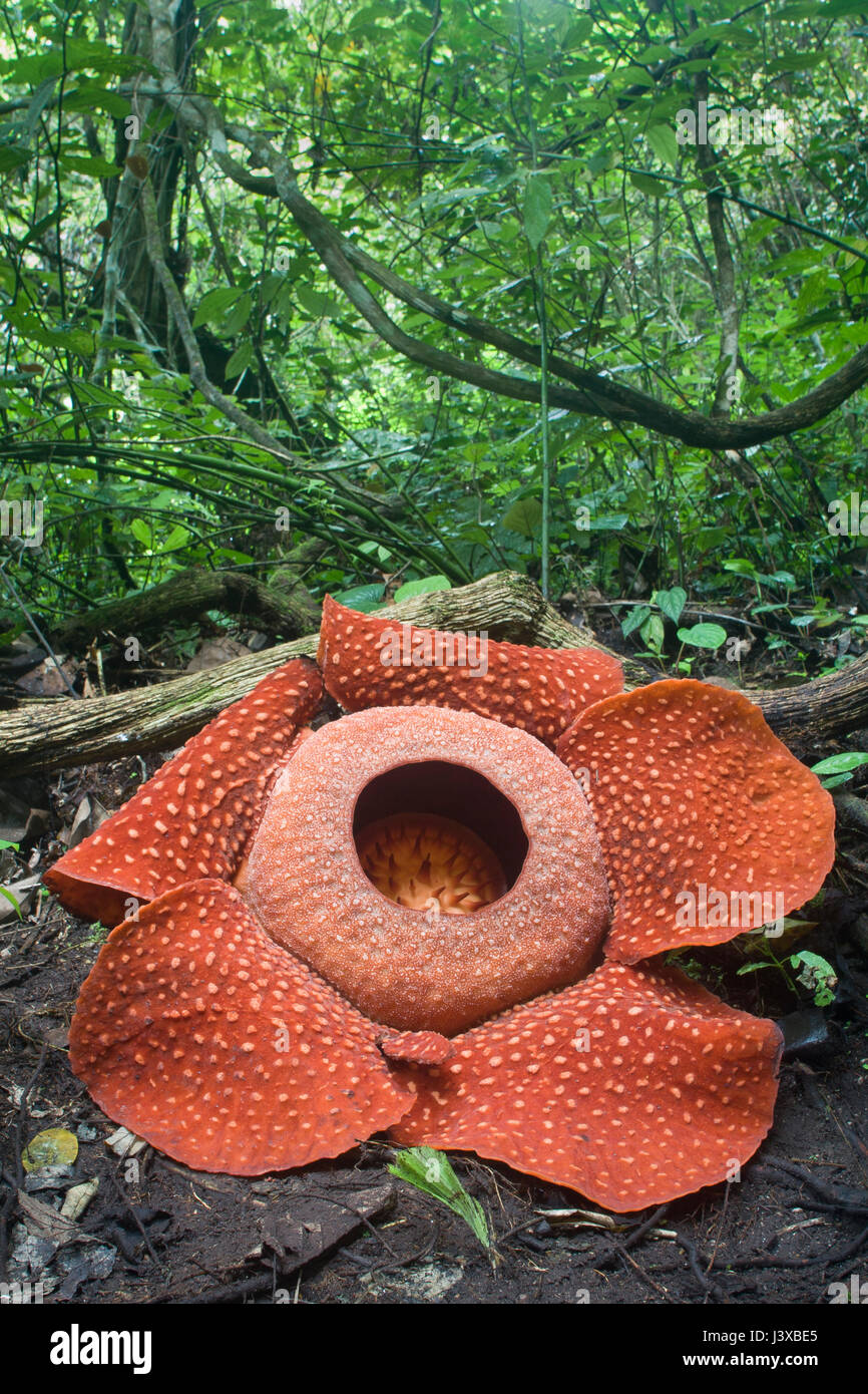 Eine vom Aussterben bedrohte Rafflesia Arnoldii in voller Blüte, die größte Blume der Welt.  Diese Pflanze parasitischer die Rebe in den Hintergrund. Der Geruch von Stockfoto