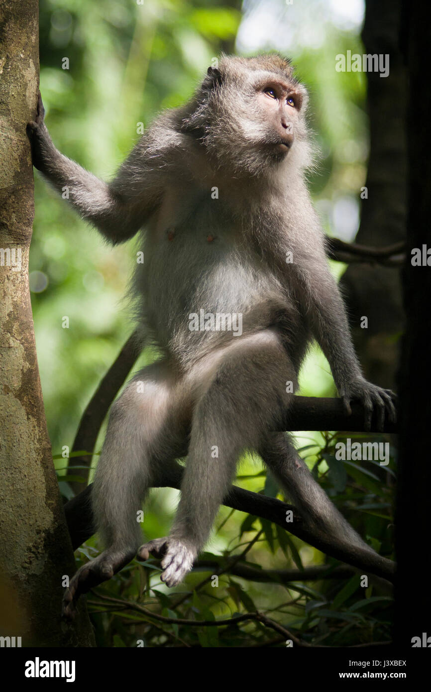 Krabben essen Makaken (Macaca Fascicularis) über die Schulter schauen. Stockfoto