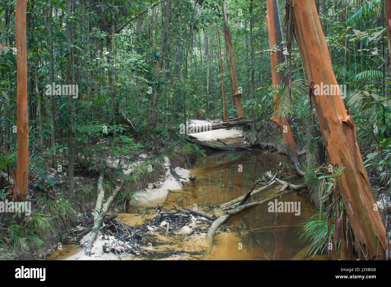 Regenwald-Stream in einem üppigen Dschungel mit Bäumen mit orange Rinde.  Similajau Nationalpark, Sarawak, Malaysia. Stockfoto