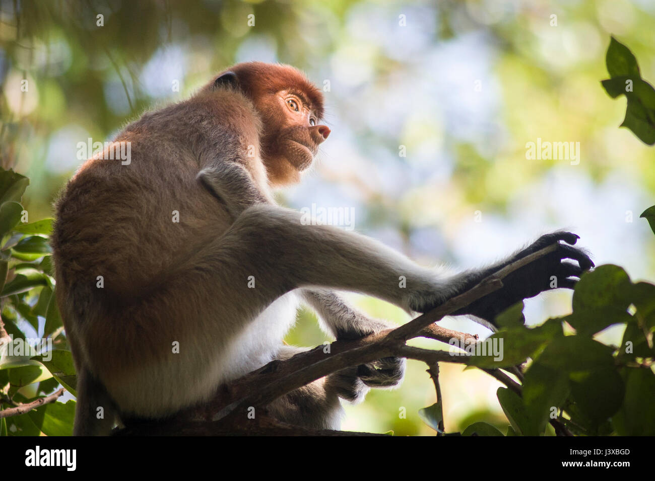 Vom Aussterben bedrohte Nasenaffe (Nasalis Larvatus) in freier Wildbahn. Bako Nationalpark, Malaysia. Stockfoto