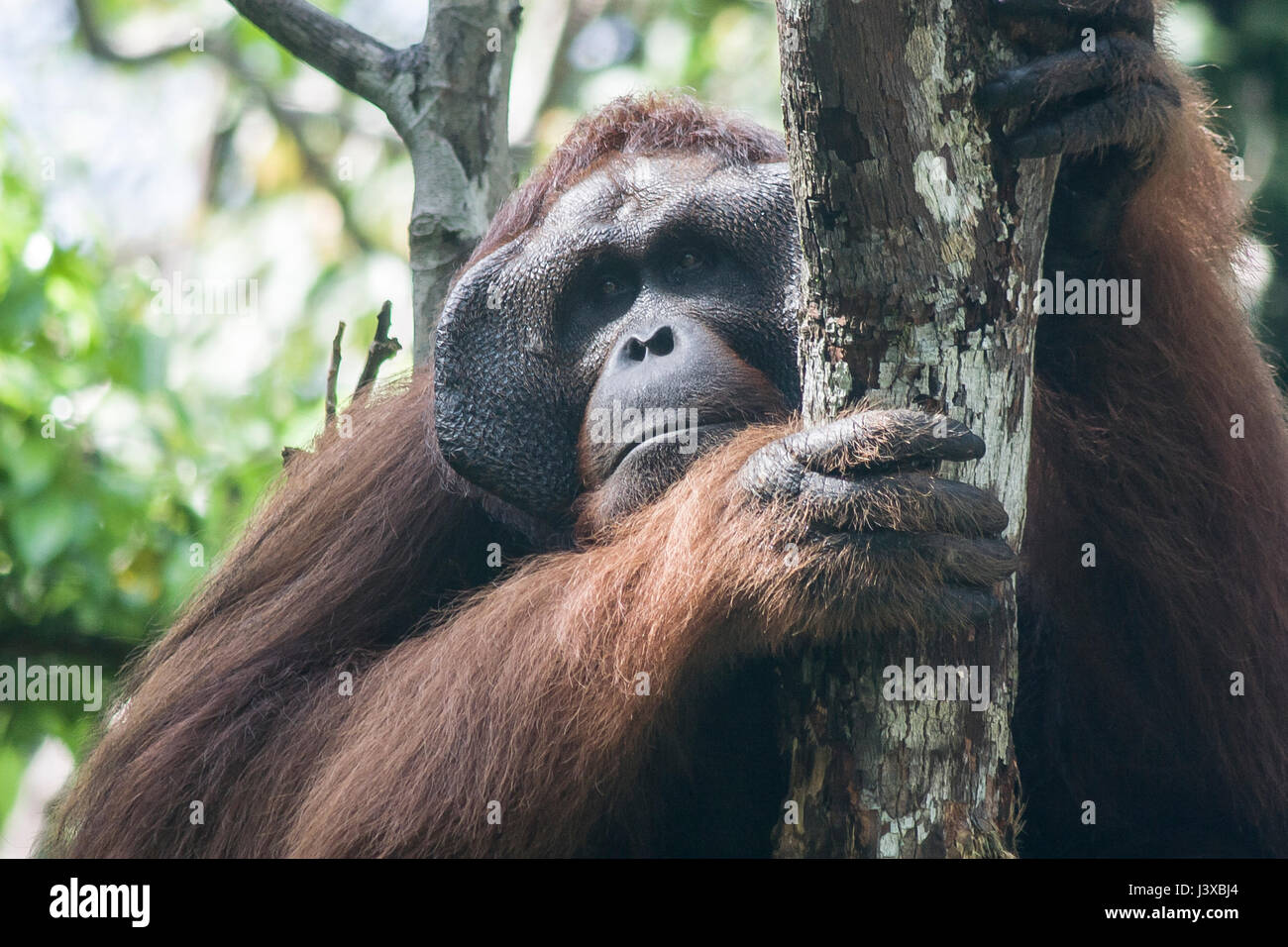 Vom Aussterben bedrohte Bornean Orang-Utans (Pongo Pygmaeus). Reife Männer haben die charakteristischen Wangenpolster. Stockfoto