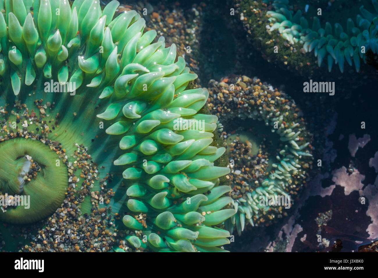 Nahaufnahme der eine riesige grüne Seeanemonen (Anthopleura Xanthogrammica) in einem Tidepool. Stockfoto