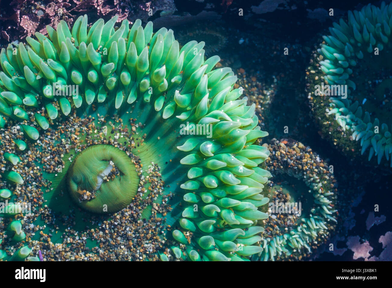 Nahaufnahme der eine riesige grüne Seeanemonen (Anthopleura Xanthogrammica) in einem Tidepool. Stockfoto