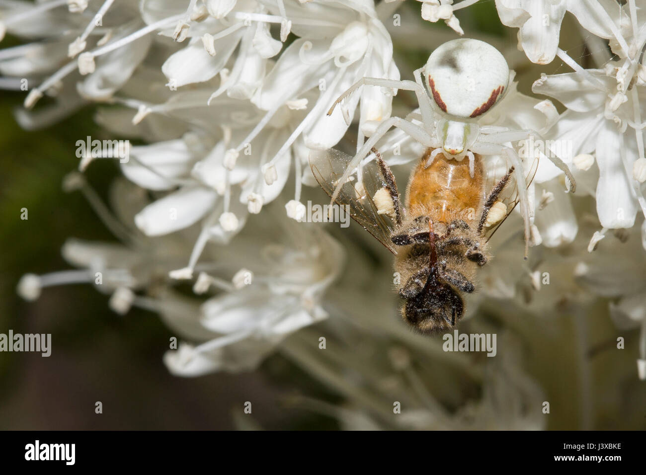Eine Blume Krabbenspinne (Misumena Vatia), höchst kryptischen auf seinem Bärengras Ast mit seiner Honig Biene Beute. Stockfoto